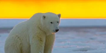 Le changement climatique oblige les ours polaires à manger des ordures