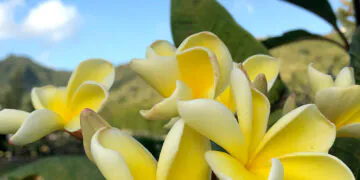 plumeria jaune