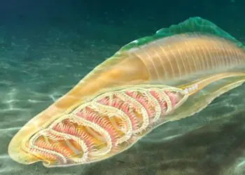 Yunnanozoans Are Oldest and Most Primitive Stem Vertebrate, Researchers Conclusively Identify
