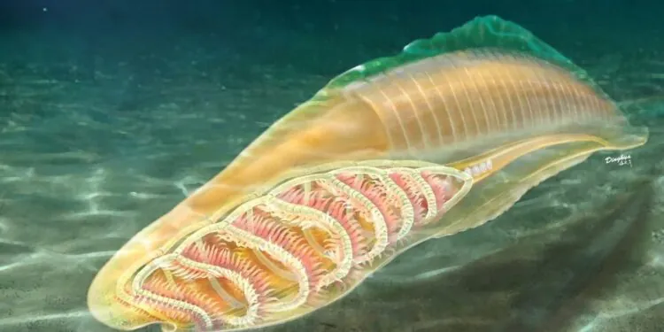 Yunnanozoans Are Oldest and Most Primitive Stem Vertebrate, Researchers Conclusively Identify