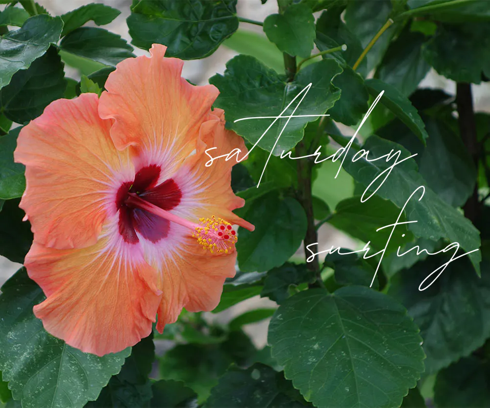 hibiscus orange et rouge surf du samedi 26 juin 2021