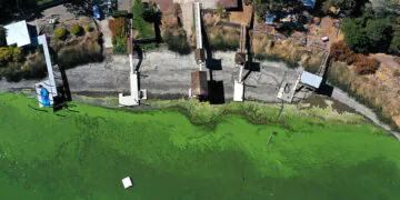 Soyez à l'affût des algues bleu-vert cet été