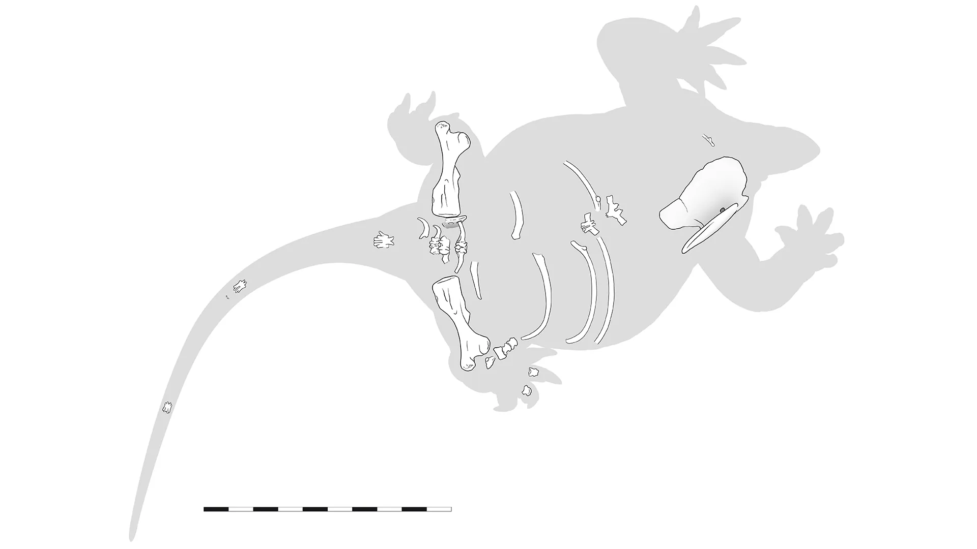 Découverte des restes squelettiques de Lalieudorhynchus.