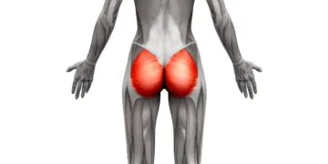 Muscles fessiers : qu'est-ce que c'est et comment les rendre plus forts