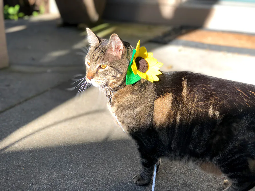 Dimanche avec des onglets le chat, mascotte de blog de maquillage et de beauté, Vol. 722