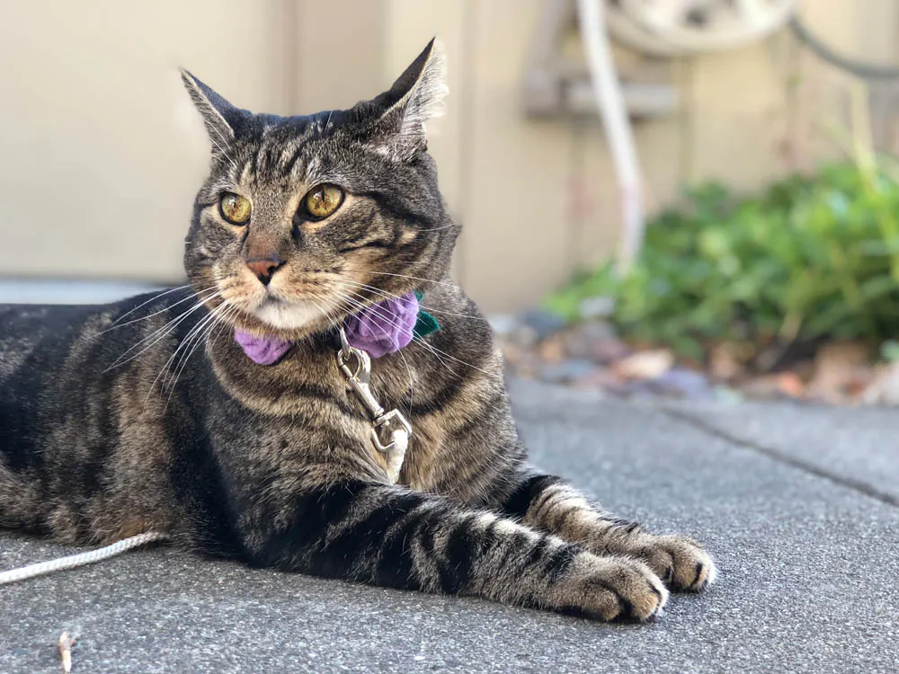 Dimanche avec des onglets le chat, mascotte de blog de maquillage et de beauté, Vol. 722