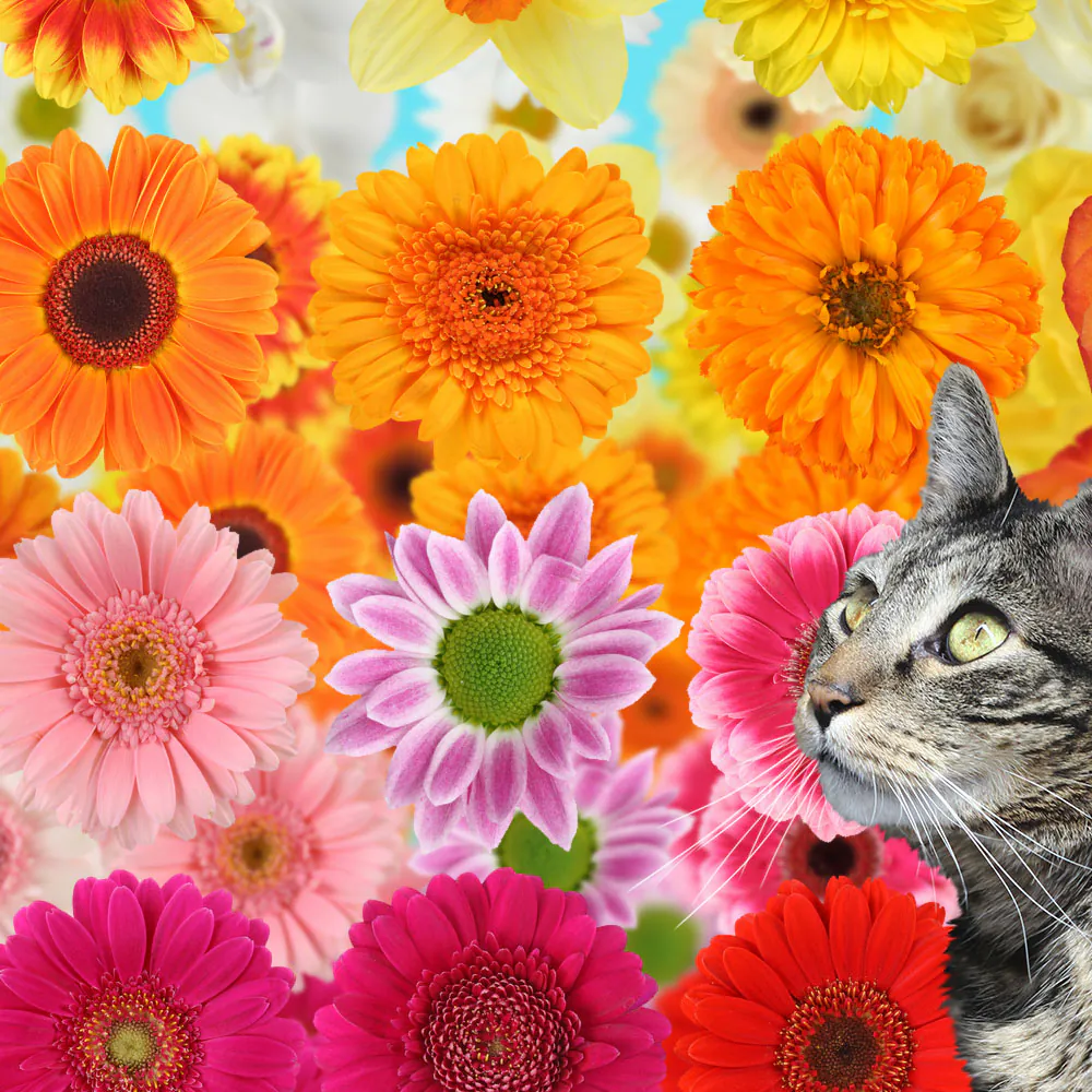 Dimanche avec des onglets le chat, mascotte de blog de maquillage et de beauté, Vol. 722