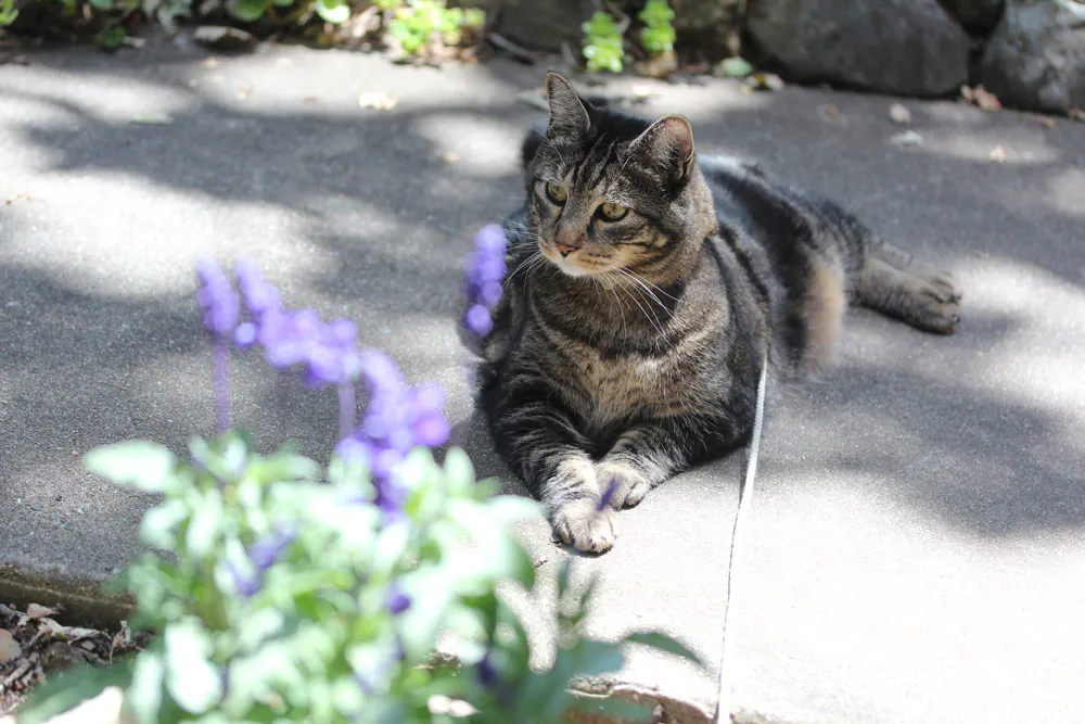 Dimanche avec des onglets le chat, mascotte de blog de maquillage et de beauté, Vol. 722