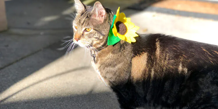Dimanche avec des onglets le chat, mascotte de blog de maquillage et de beauté, Vol. 722