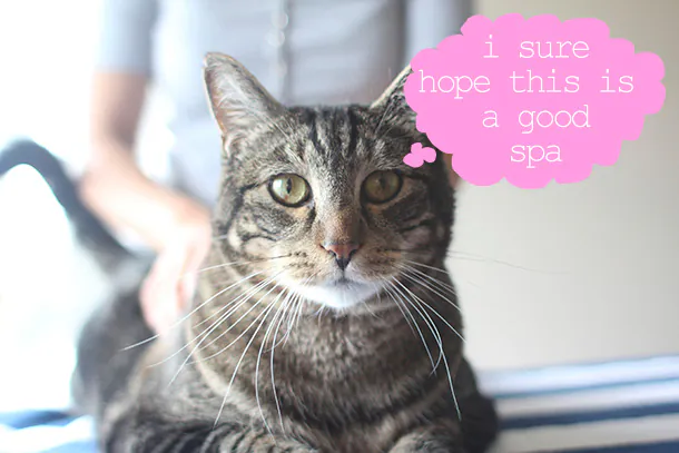 Dimanche avec des onglets le chat, mascotte de blog de maquillage et de beauté, Vol.  723