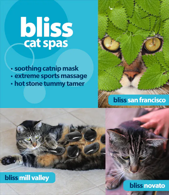 Dimanche avec des onglets le chat, mascotte de blog de maquillage et de beauté, Vol.  723