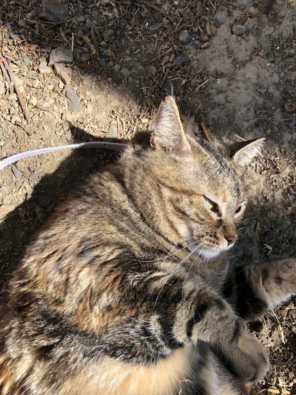 Dimanche avec des onglets le chat, mascotte de blog de maquillage et de beauté, Vol.  723