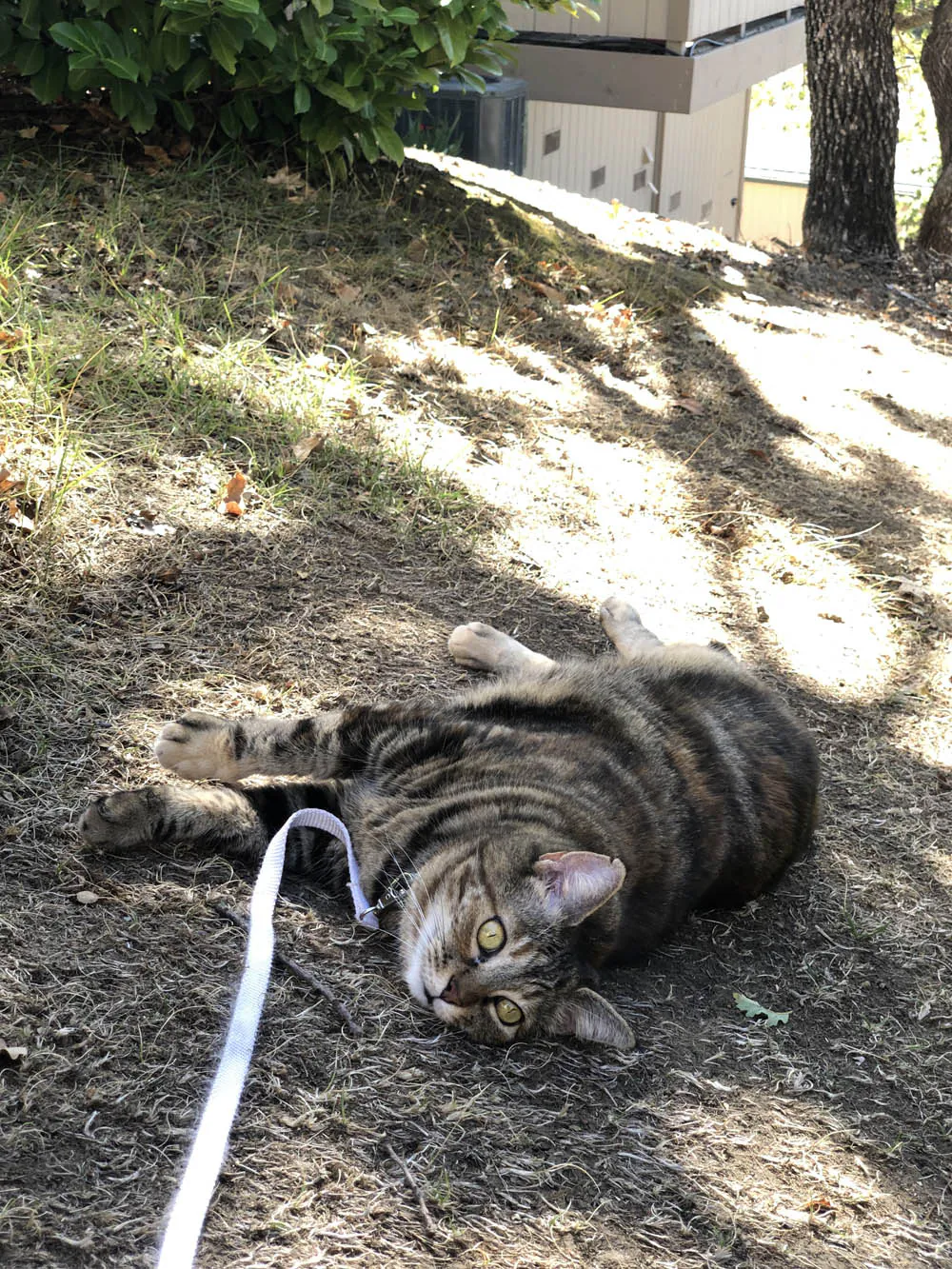 Dimanche avec des onglets le chat, mascotte de blog de maquillage et de beauté, Vol.  723