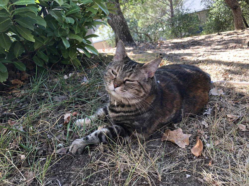 Dimanche avec des onglets le chat, mascotte de blog de maquillage et de beauté, Vol.  723