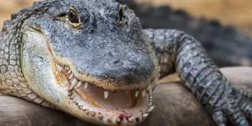 Regardez un alligator cannibale ronger un autre alligator dans une vidéo à couper le souffle