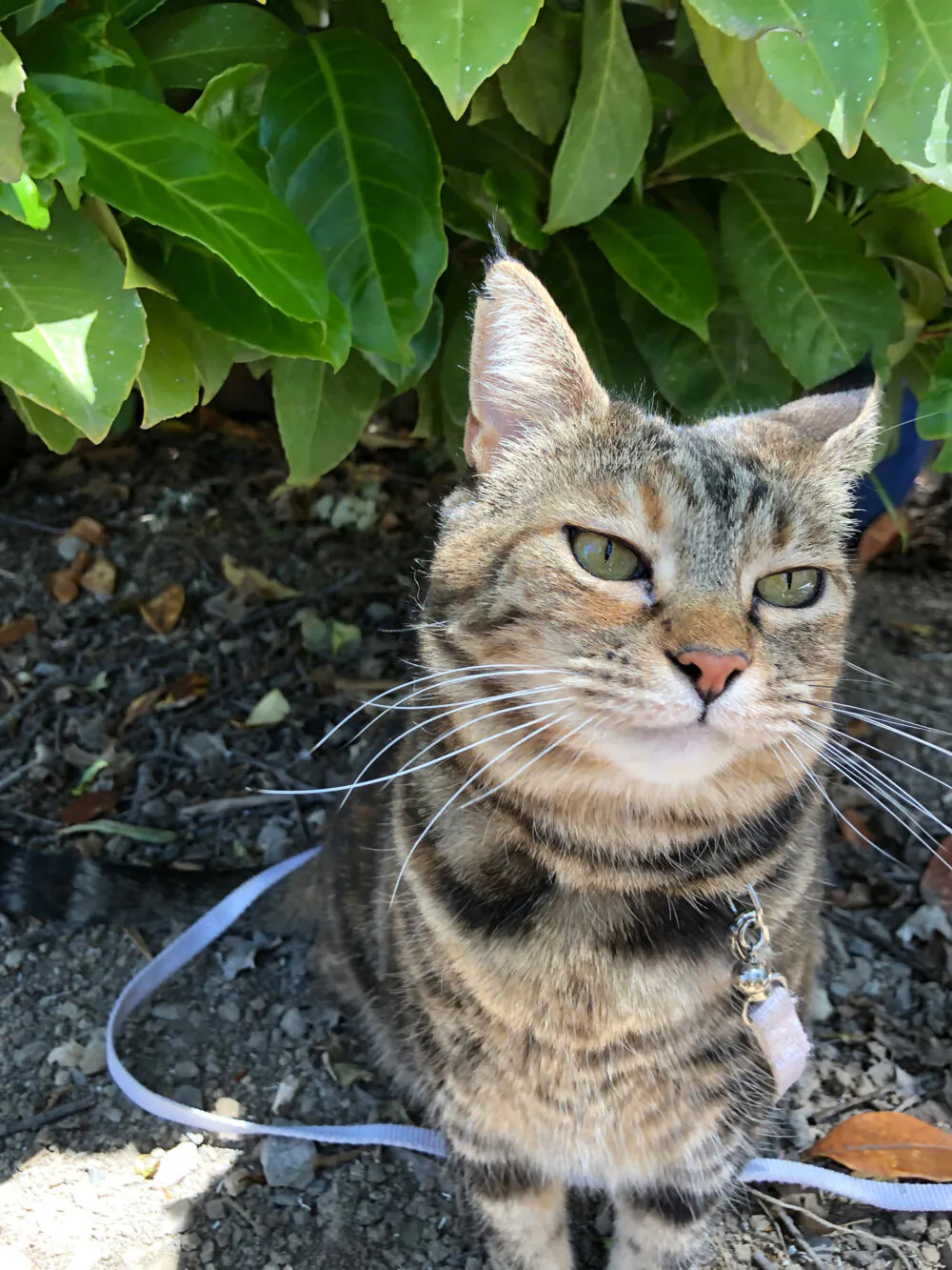 Dimanche avec des onglets le chat, mascotte de blog de maquillage et de beauté, vol. 725