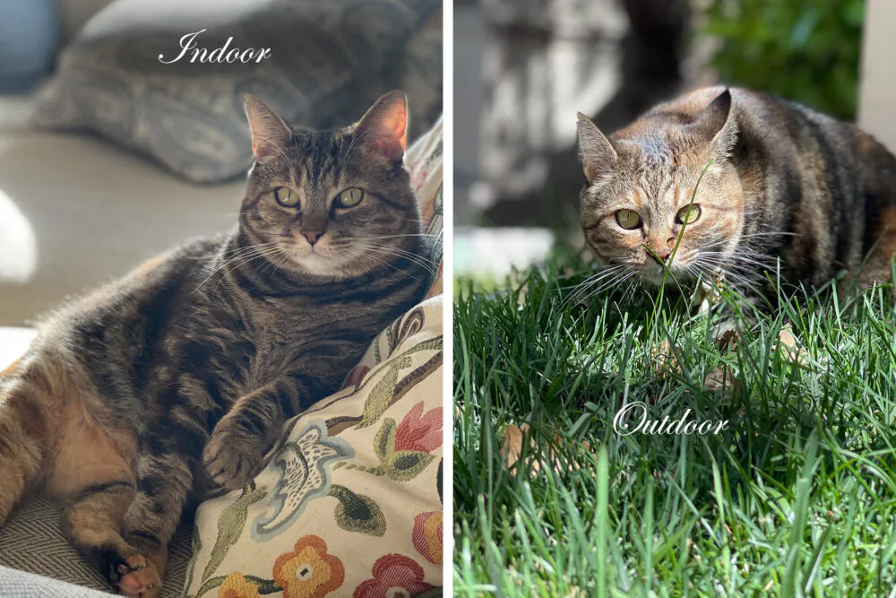 Dimanche avec des onglets le chat, mascotte de blog de maquillage et de beauté, vol. 725