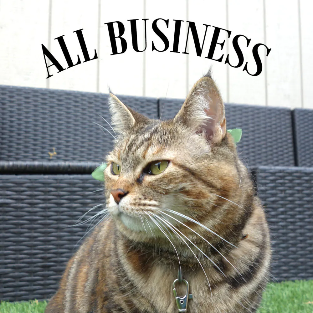 Dimanche avec des onglets le chat, mascotte de blog de maquillage et de beauté, vol. 725