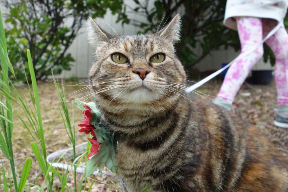 Dimanche avec des onglets le chat, mascotte de blog de maquillage et de beauté, vol. 725