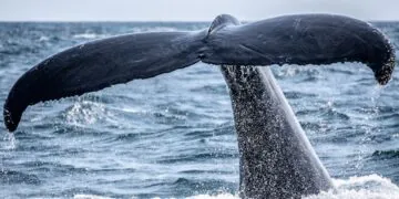 Cryptomode Crypto Whales Btc Eth