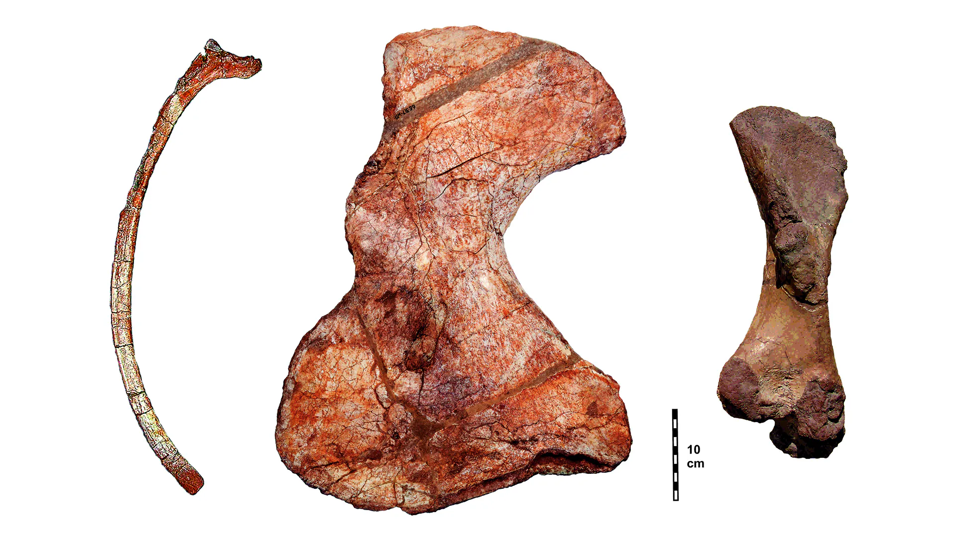 Côte fossile, omoplate et fémur de Lalieudorhynchus.