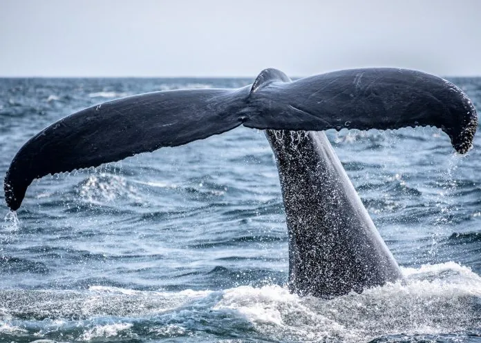 CryptoMode Crypto Whales BTC ETH Les baleines continuent d'empiler des Bitcoins complets et des soldes de 1 000 ETH - CryptoMode