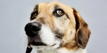 Les chiens peuvent-ils attraper la variole du singe ? Ce qu'il faut savoir sur le risque de votre animal de compagnie.