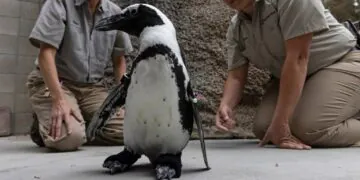 Ce petit pingouin peut à nouveau se dandiner facilement grâce à ses bottes sur mesure