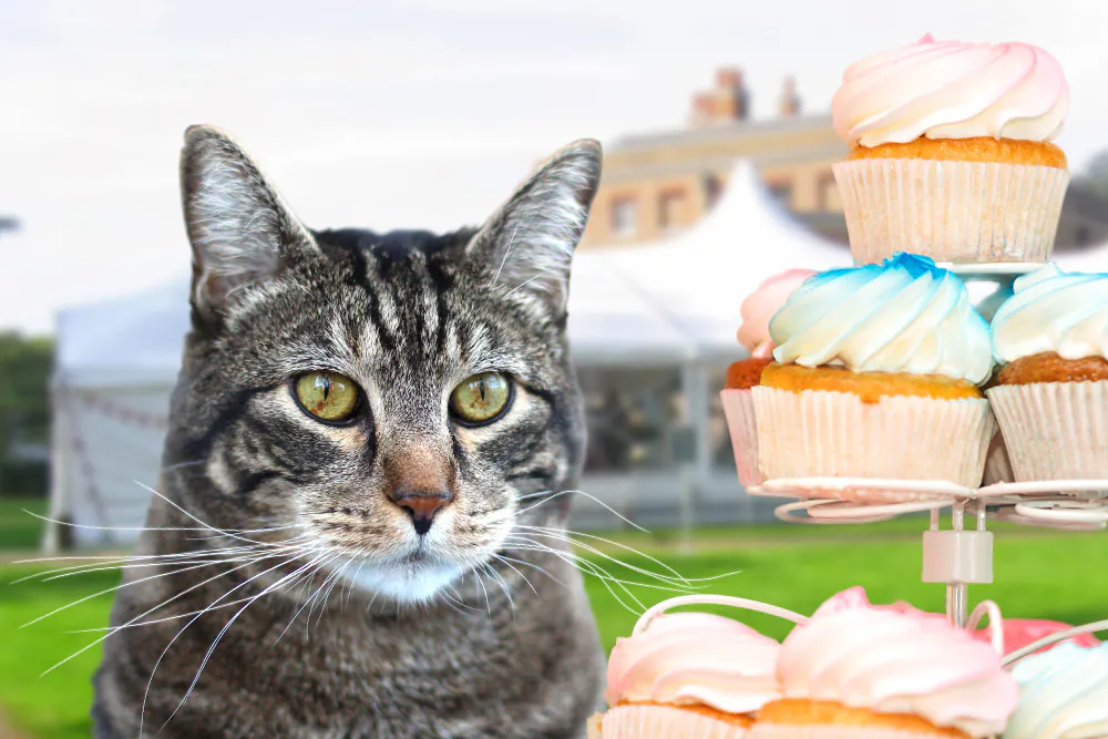 Dimanche avec des onglets le chat, mascotte de blog de maquillage et de beauté, vol.  726