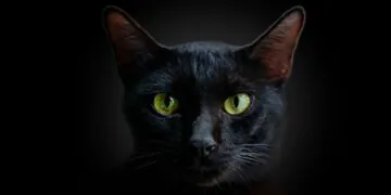 Les chats peuvent-ils vraiment voir dans le noir ?