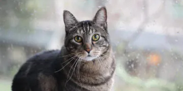 1663568276 Dimanche Avec Des Onglets Le Chat Mascotte De Blog De