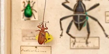 Quel animal a la plus grosse tête ?