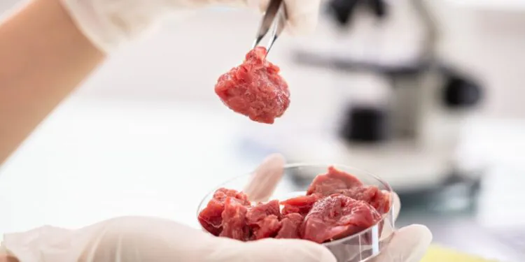 Viande cultivée en laboratoire : comment elle est fabriquée, durabilité et nutrition