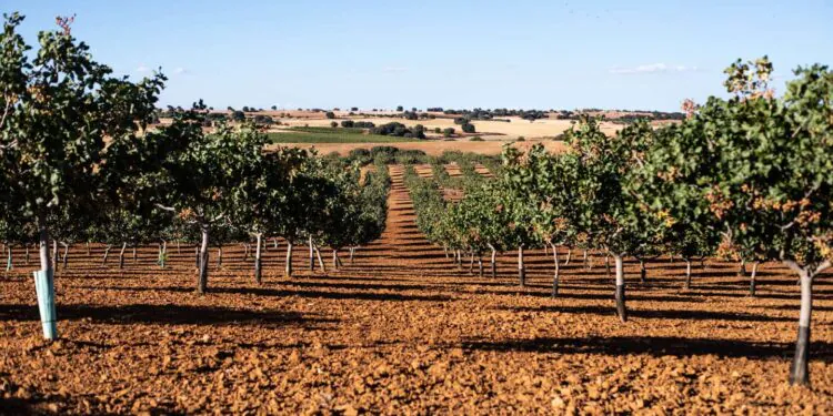 L'Espagne, le nouvel eldorado de la pistache