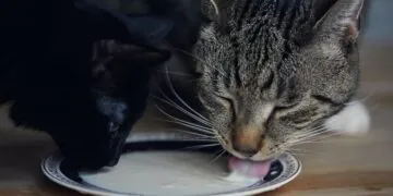 Est-il sécuritaire pour les chats de boire du lait?