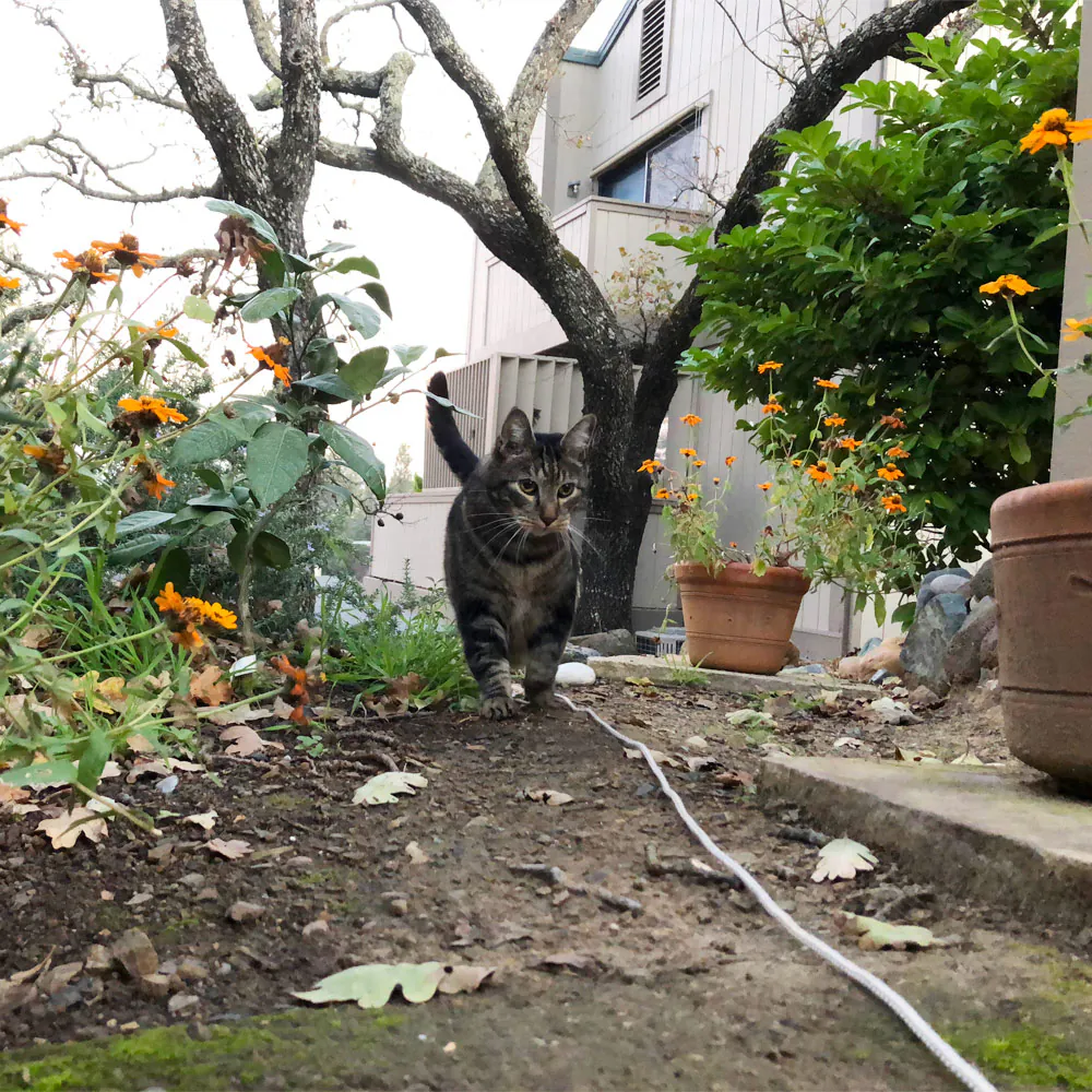 Dimanche avec des onglets le chat, mascotte de blog de maquillage et de beauté, vol.  731