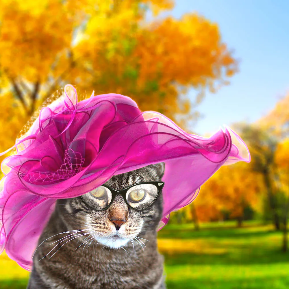 Dimanche avec des onglets le chat, mascotte de blog de maquillage et de beauté, vol.  731