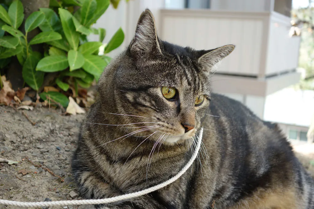 Dimanche avec des onglets le chat, mascotte de blog de maquillage et de beauté, vol.  731