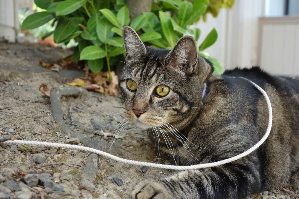 Dimanche avec des onglets le chat, mascotte de blog de maquillage et de beauté, vol.  731
