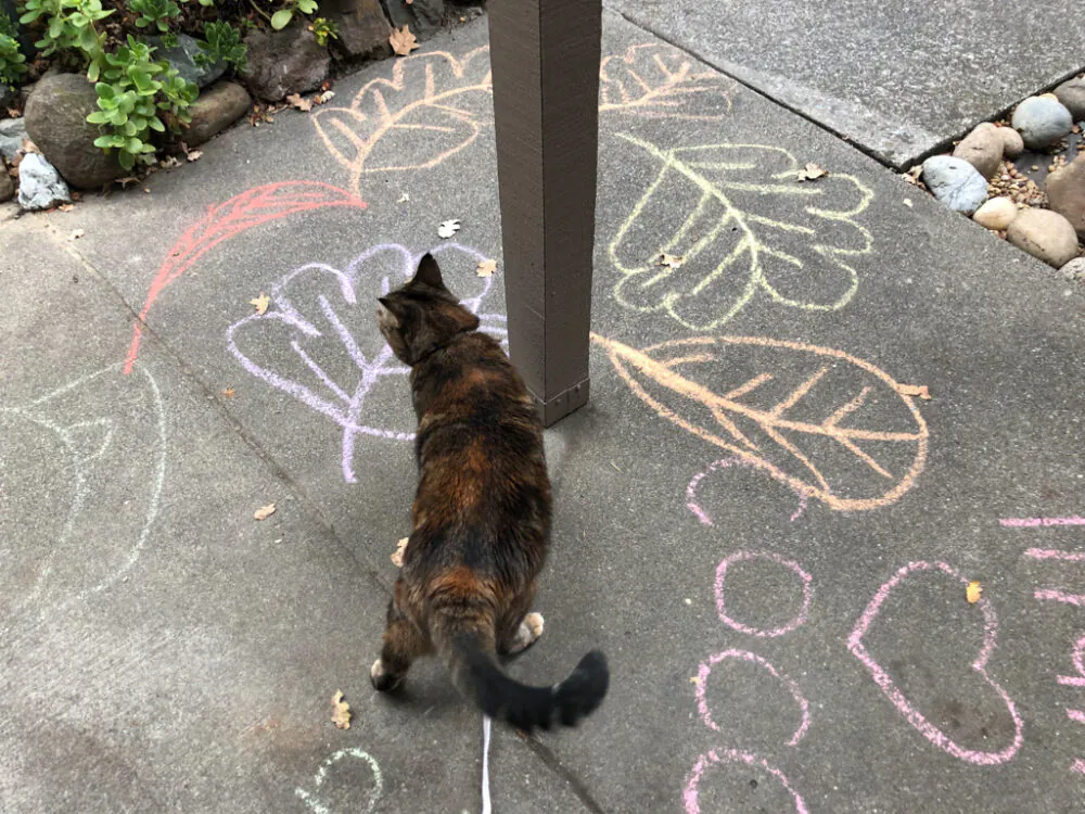 Dimanche avec des onglets le chat, mascotte de blog de maquillage et de beauté, vol.  731