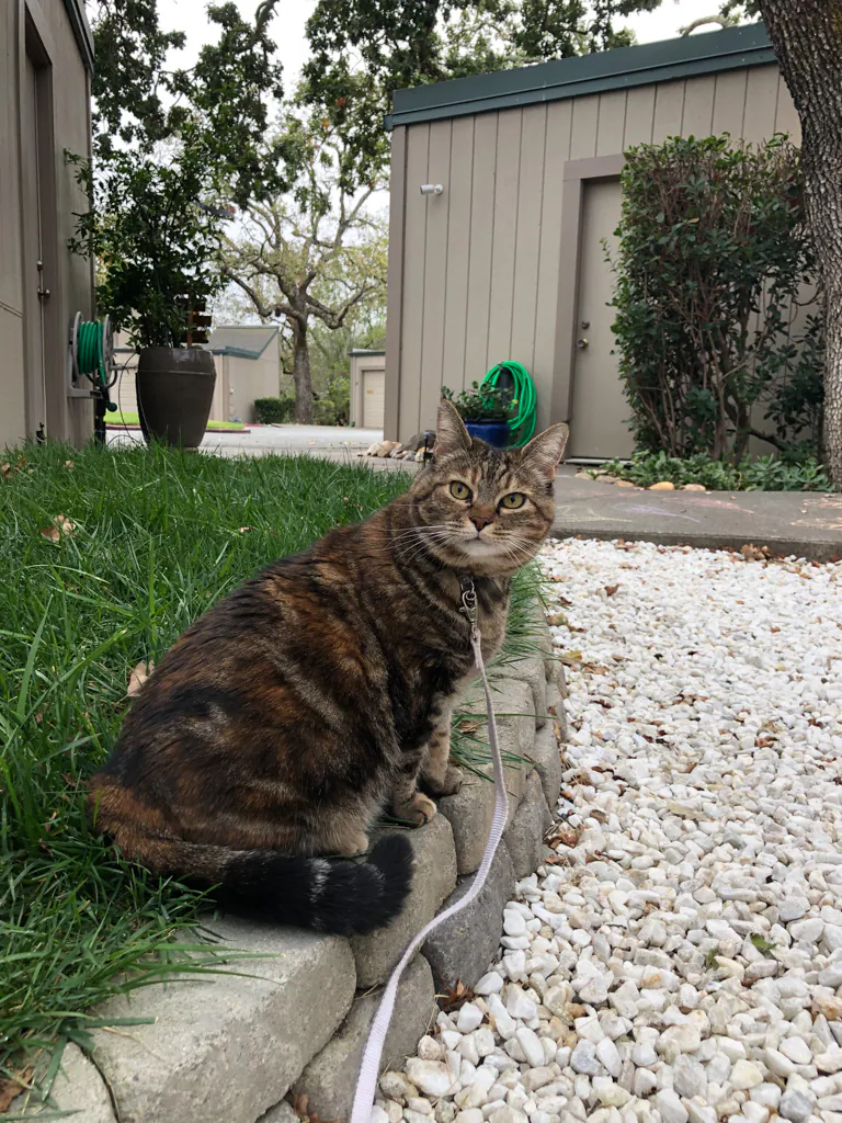 Dimanche avec des onglets le chat, mascotte de blog de maquillage et de beauté, vol.  731