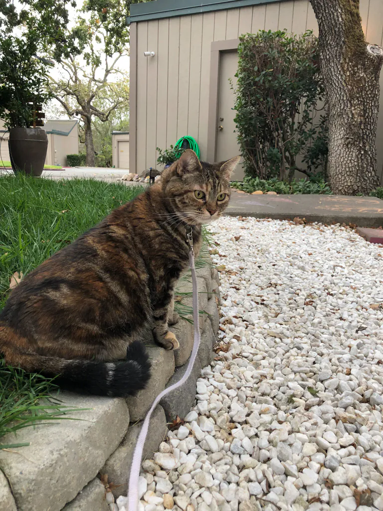 Dimanche avec des onglets le chat, mascotte de blog de maquillage et de beauté, vol.  731
