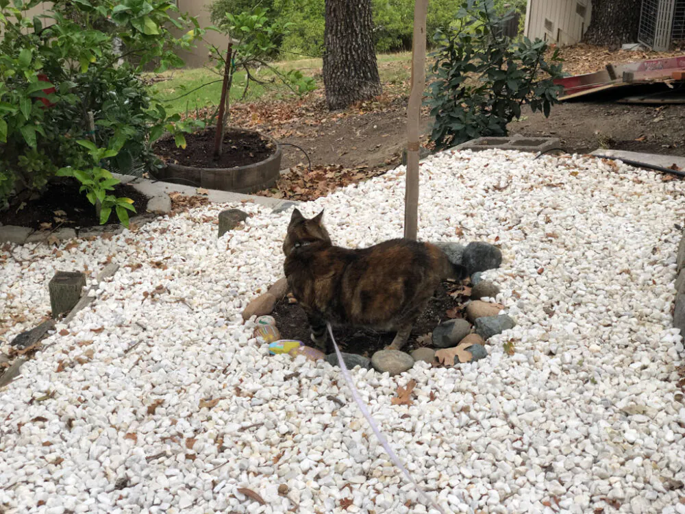 Dimanche avec des onglets le chat, mascotte de blog de maquillage et de beauté, vol.  731