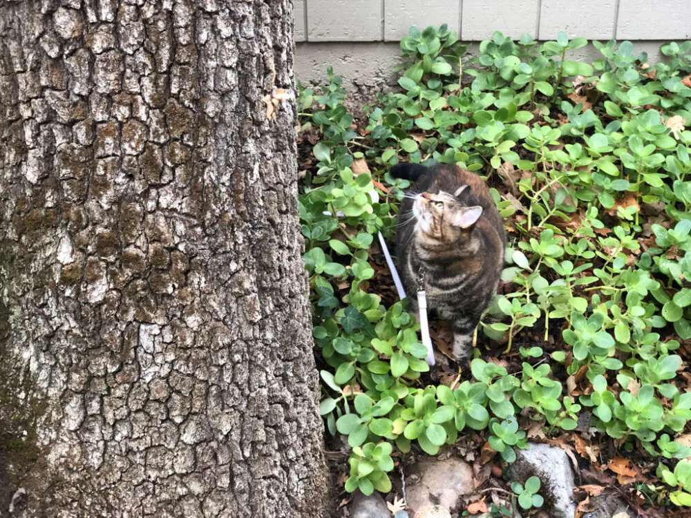 Dimanche avec des onglets le chat, mascotte de blog de maquillage et de beauté, vol.  731