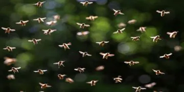 L'essaimage des abeilles peut potentiellement changer le temps, selon une nouvelle étude