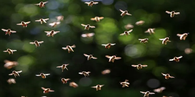 L'essaimage des abeilles peut potentiellement changer le temps, selon une nouvelle étude