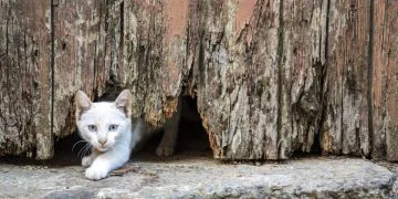 Comment les chats se faufilent-ils dans de petits espaces ?