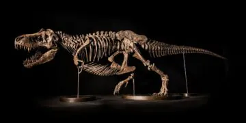 Le squelette spectaculaire de T. rex pourrait rapporter 25 millions de dollars aux enchères (le nouveau propriétaire peut également le nommer)