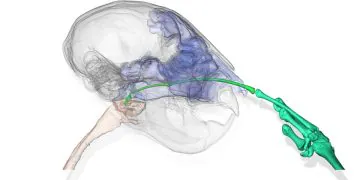 Les aye-ayes bizarres utilisent un doigt effrayant et osseux pour se cueillir le nez
