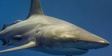 Une oasis de vie avec de nombreux requins découverts par des chercheurs britanniques !